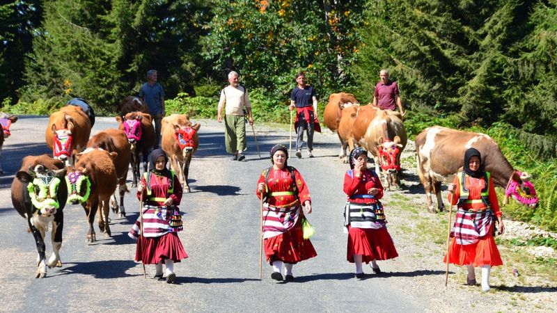 Trabzon'da vargit çicekleri açtı! Yöre halkı yaylardan indi