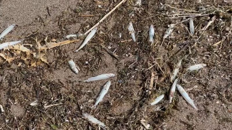 Elazığ Keban Baraj Gölü'nde İsrail sazanları karaya vurdu