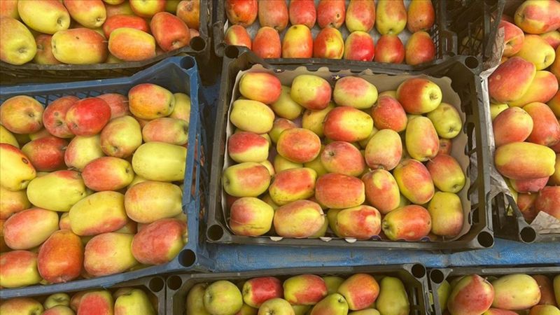 Sadece Kars'ın Kağızman ilçesinde yetişiyor: Uzun elmada hasat dönemi!