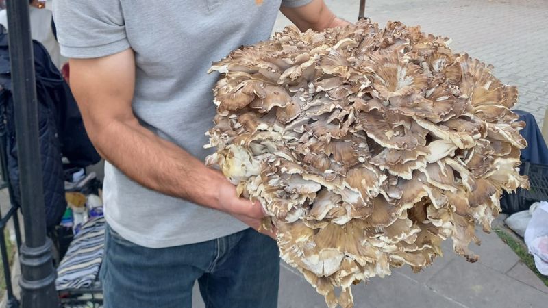 Sinop'ta kestane ararken 17 kiloluk dev mantar buldu