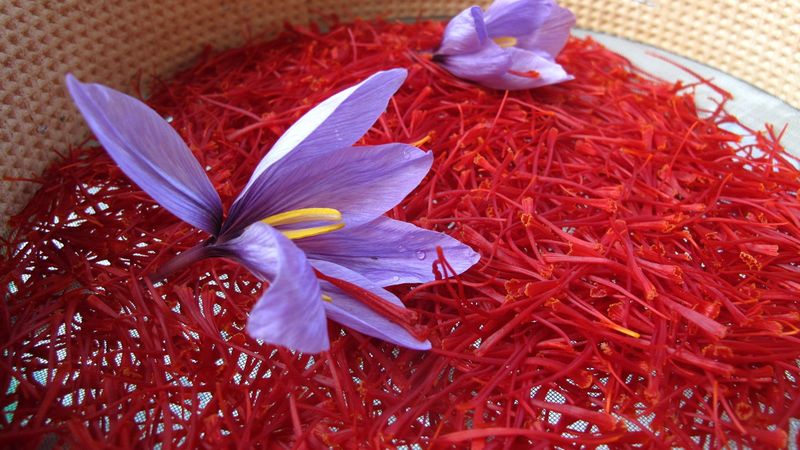 Muhteşem baharat: Zaferanın 7 süper faydası