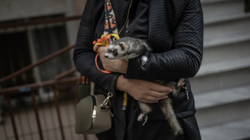 Gelincikler artık Türkiye'de de ev hayvanı oldu