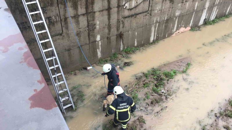 Ordu'da dereye düşen köpeği itfaiye kurtardı