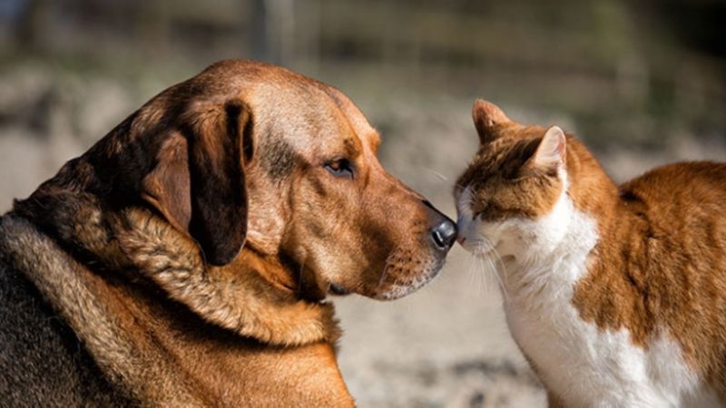 Sokak hayvanları için kampanyanlar nelerdir? Sokak hayvanları toplanacak mı?