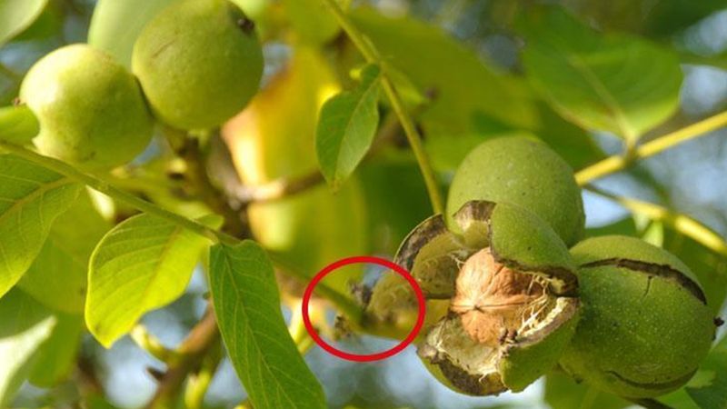 Ceviz ağacının altında oturmak, bakın nelere sebep oluyormuş