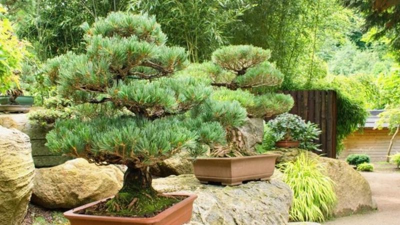 Türkiye'de bir ilk: Yalova'da bonsai müzesi kuruluyor