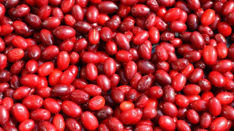 Her gün 1 avuç kızılcık yemenin faydaları