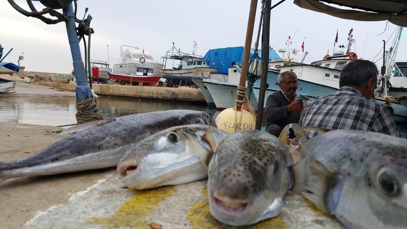 Hatay'da aileyi zehirleyen balon balığı krizi: Yaşlı adam da taburcu oldu