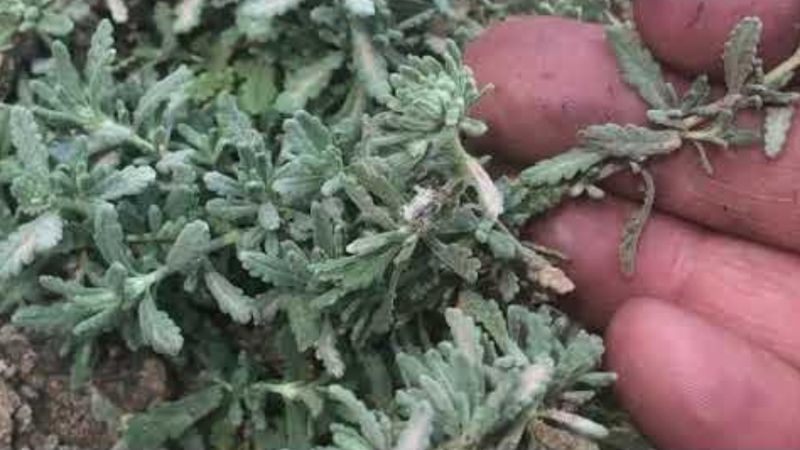 Adına değil, marifetine bakın! Kısa Mahmut Otu içen kurtuluyor...