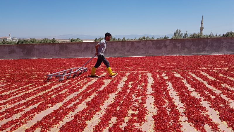 Gaziantep İslahiye'den 25 ülkeye pul biber ihraç edildi