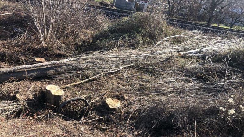 Bilecik'te acı ölüm! Yaşlı adam kestiği ağacın altında kaldı