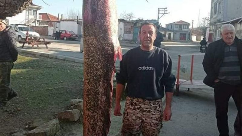 Edirne'de Meriç Nehri'nden 2 metre 30 santimetrelik yayın balığı çıktı