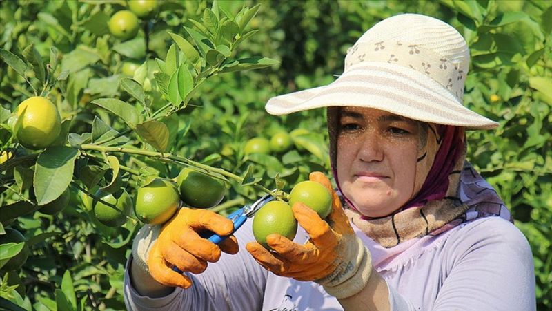Verim arttı! Türkiye'de 2023'te en fazla limon ve portakal üreticisi sevindi