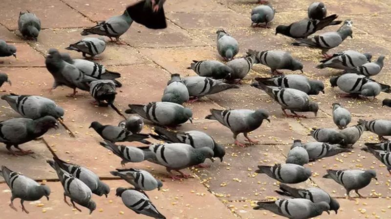 Sadece yüksek IQ’lu kişiler görüyor! Resimdeki gizli baykuşu bulmak için 7 saniyeniz var