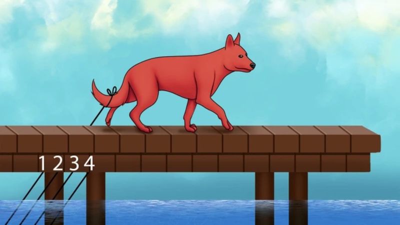 Köpeğe bağlanan doğru ipi bulabilirseniz, Einstein zekasına sahipsiniz...