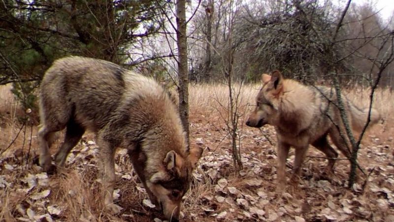 İnsanları kanserden koruyacak ipucu: Çernobil'deki radyasyona dirençli kurtlar