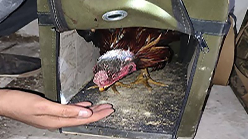 Konya'da ahırda horoz dövüşüne 349 bin lira ceza kesildi