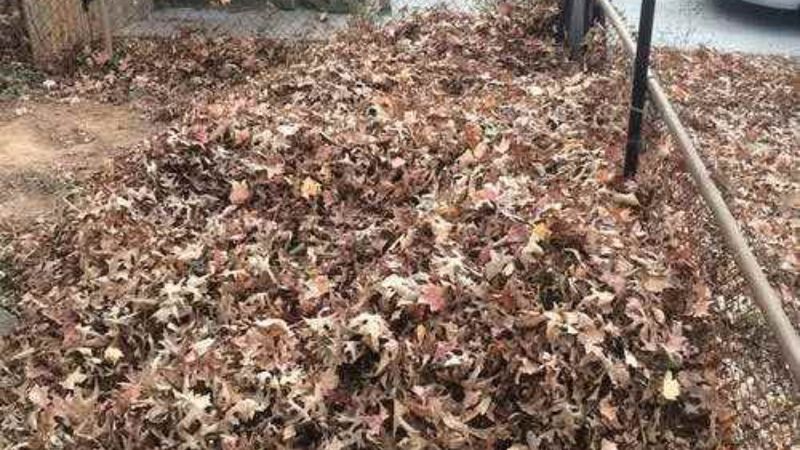 Dikkat beyniniz yanabilir! Yaprakların arasındaki gizli köpeği sadece dâhiler bulabiliyor