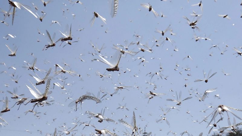 Kaçış imkansız, her yeri basacak: Çekirge istilası geliyor...