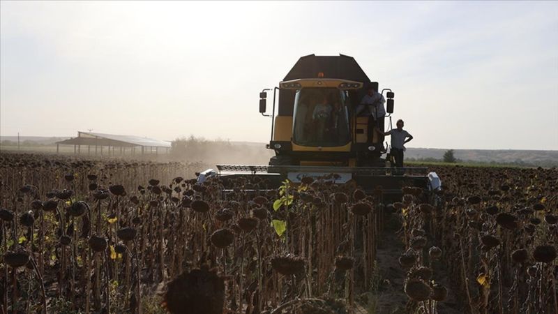 Türkiye'de en fazla çeltik ve ayçiçeği Edirne'de üretildi