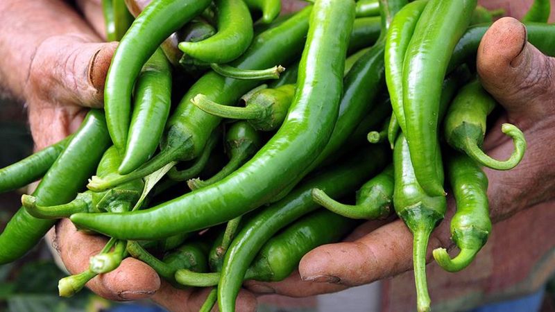 Günde 1 tane çiğ sivri biber yiyin, bin fayda görün...