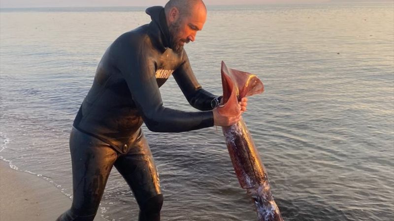 Bu bir rekor! Balıkesir, Ayvalık'ta zıpkınla 1,7 metrelik dev kalamar yakaladı
