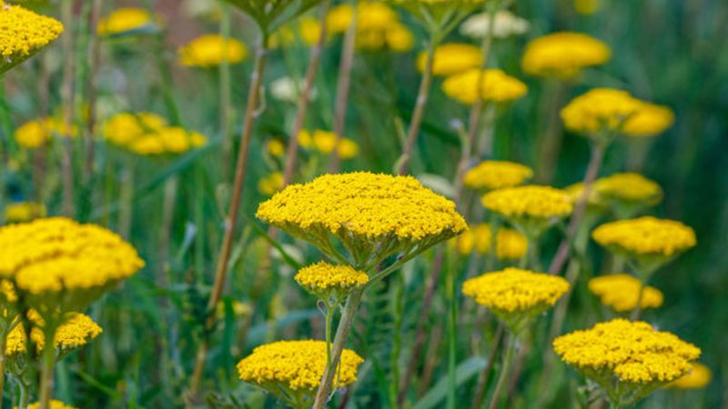 Civanperçemi nedir? Civanperçemi bitkisinin faydaları nelerdir?