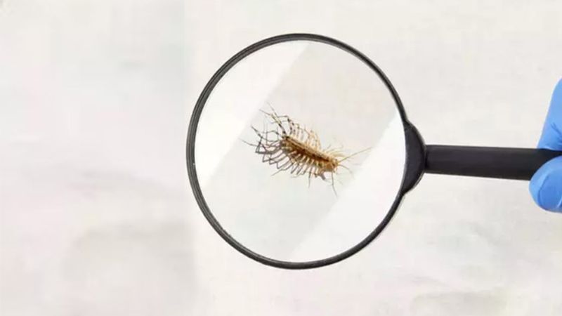 Banyodaki böceklerden kurtulmak isteyenler dikkat! Bu yöntem böceklerin kökünü kurutuyor…