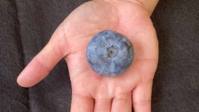 Avustralya'da yetiştirilen yaban mersini, ağırlığı ile dünya rekoru kırdı