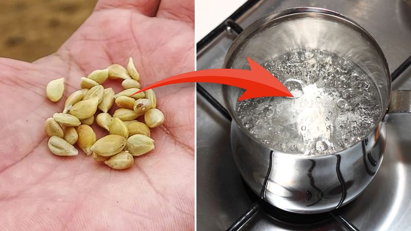 Limon çekirdeklerini kaynatıp için, o sorunu tarihe gömün