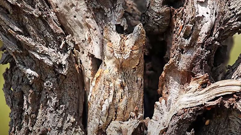 Resimdeki hayvanı görebilenler, yüksek IQ'lu kabul ediliyor...