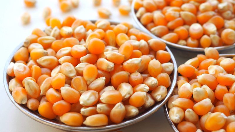 Mısır taneleri neden patlar