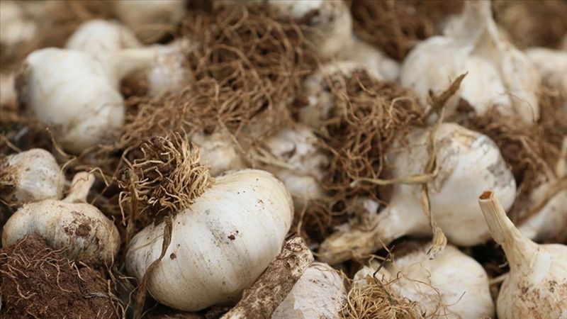 Gaziantep'in sınırları aşan ikinci ürünü 'Araban Sarımsağı' oldu