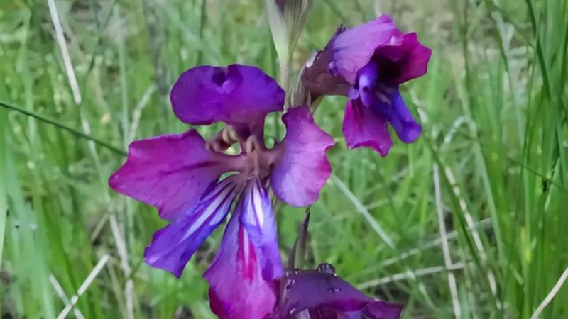 Duyan Adana’ya akın ediyor! ‘Adanus’un dünyada benzeri yok…