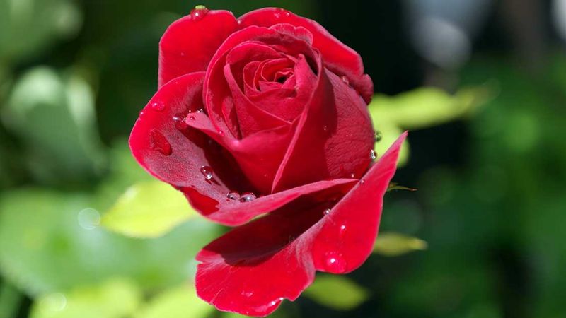 Kırmızı gülün anlamı nedir? Kırmızı gül kimlere verilir?