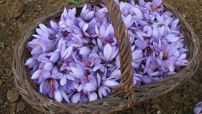 Şifa saçan ot! Zaferan otunun faydaları nelerdir? Zaferan otu neye iyi gelir?