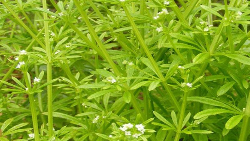 Yoğurt otu nedir, faydaları nelerdir? Yoğurt otu nasıl kullanılır?