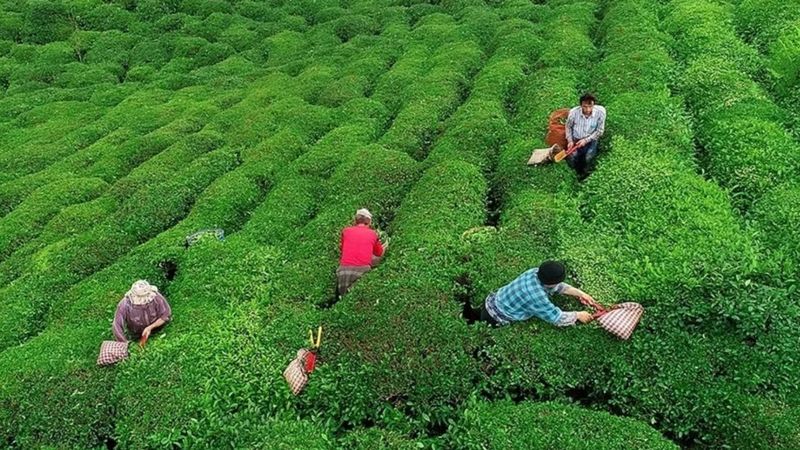 Çay üreticilerine 363,6 milyon lira destek ödemesi bugün yapılacak