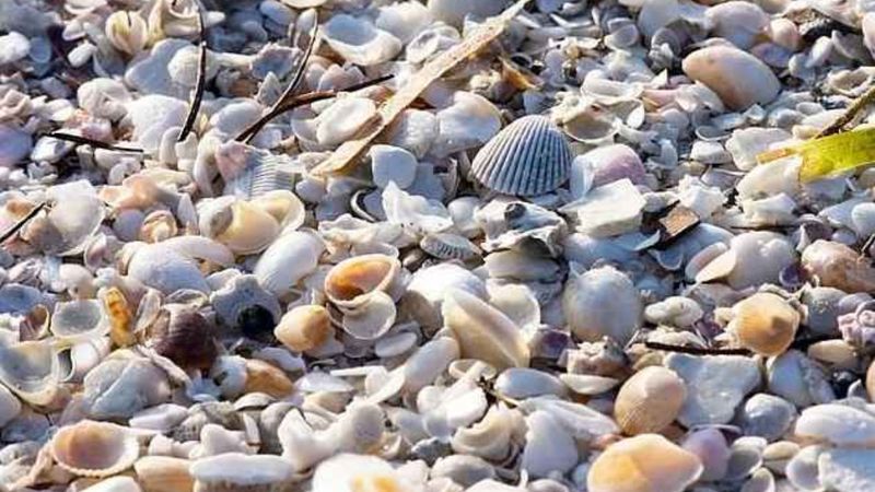 İllüzyon testi: Deniz kabuklarını tarayın ve gizli emojiyi bulun