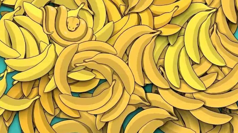 Muzların arasındaki yılanı 5 saniyede bulabilenler dahi sayılıyor! Süre başladı...