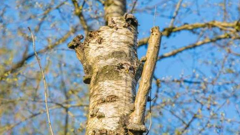 Optik İllüzyon Challenge: Sadece süper zekalar ağaçtaki baykuşu 7 saniyede bulabilir