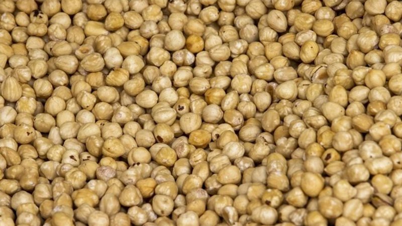 AB ülkelerine Düzce'den ilk çeyrekte 4 bin ton iç fındık ihraç edildi