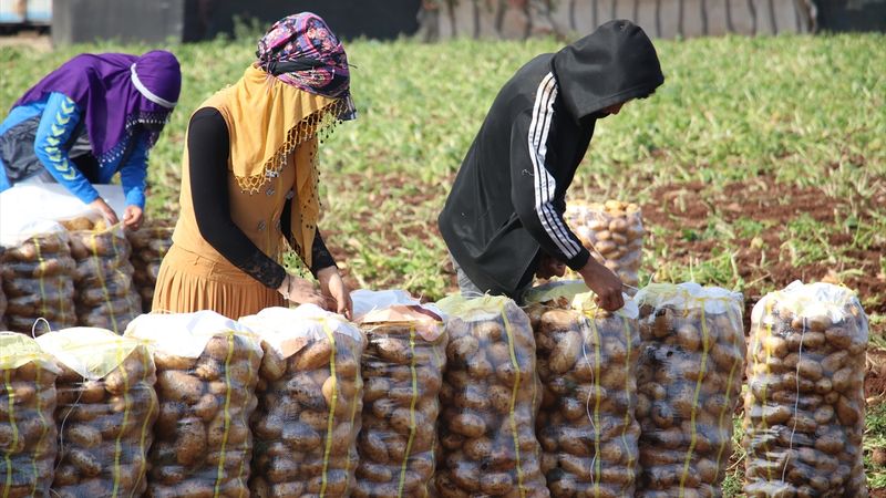 Adana patates üretiminde 4. sırada! Erkenci patates hasadına başlandı