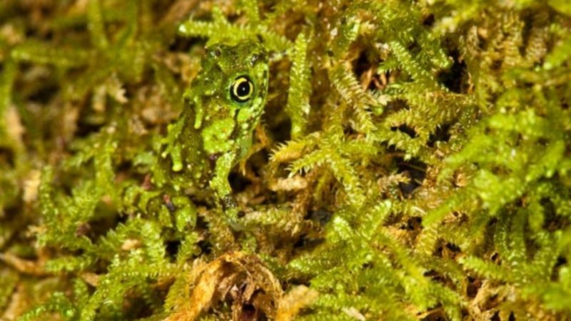 Otların arasındaki kurbağayı ilk bakışta görenler üstün zekalı sayılıyor! Süreniz başladı...