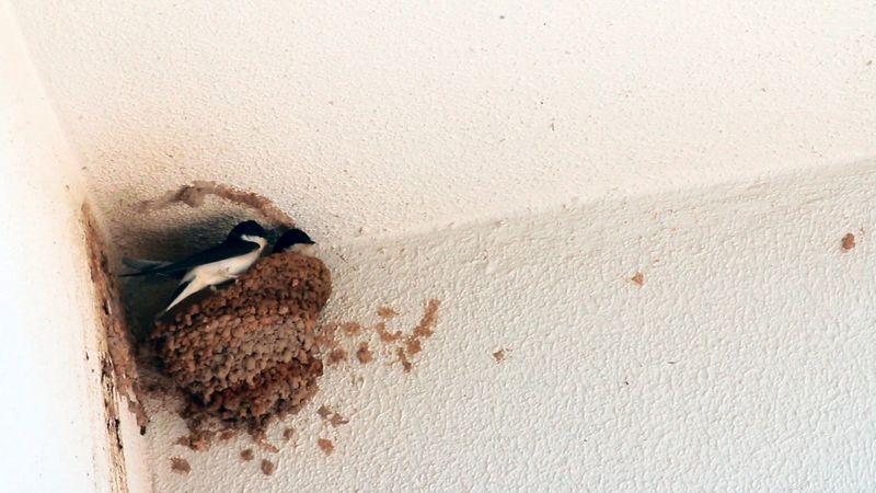 Antalya'da otellerden göçmen kırlangıçlar için koruma projesi