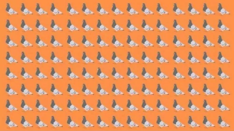 Beyin yakan test: Farklı olan güvercini 6 saniyede farkedenler üstün zekalı sayılıyor
