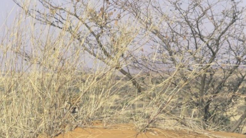 Resimdeki hayvanı 3 saniyede görebilenler, üstün zekalı kabul ediliyor...