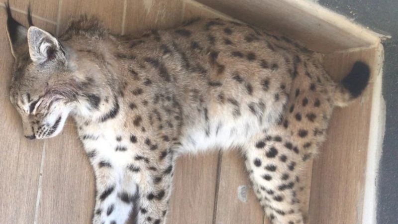 Çorum'da yol kenarında ölü vaşak bulundu