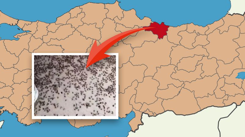 Uzmanından uyarı geldi; Özellikle o şehri sardı, resmen yok ediyorlar…