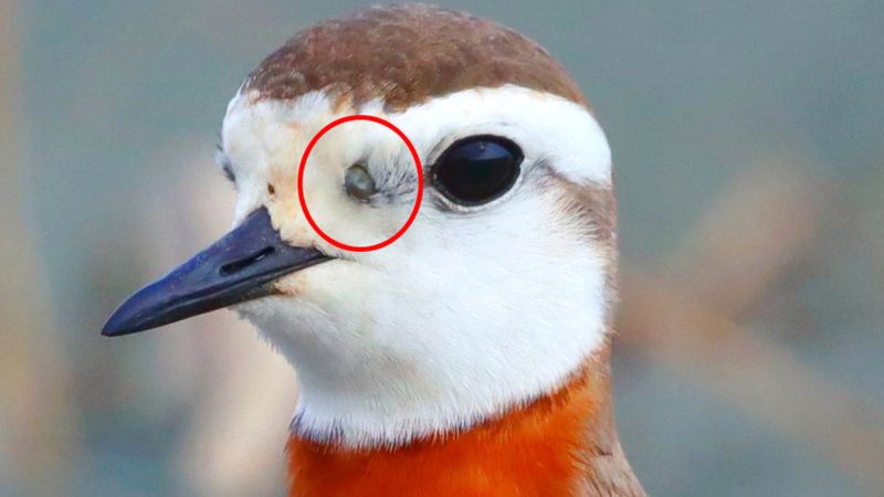 Afrika'dan gelen göçmen kuşlar kene de getirdi